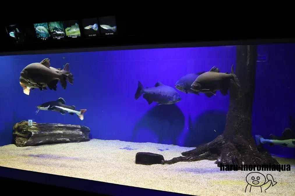 北の大地の水族館