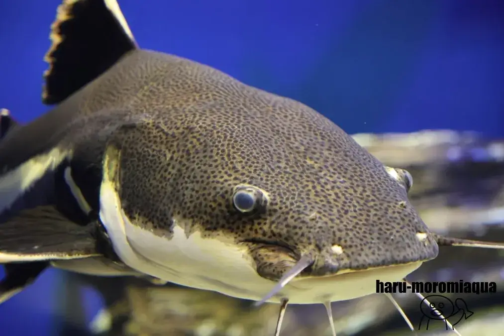 北の大地の水族館　レッドテールキャット