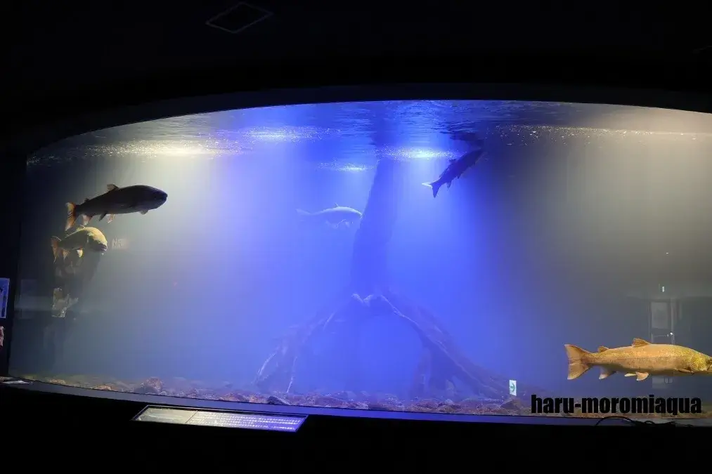 北の大地の水族館　イトウ