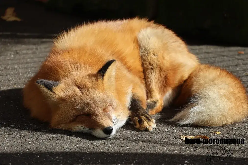 北きつね牧場　きつね