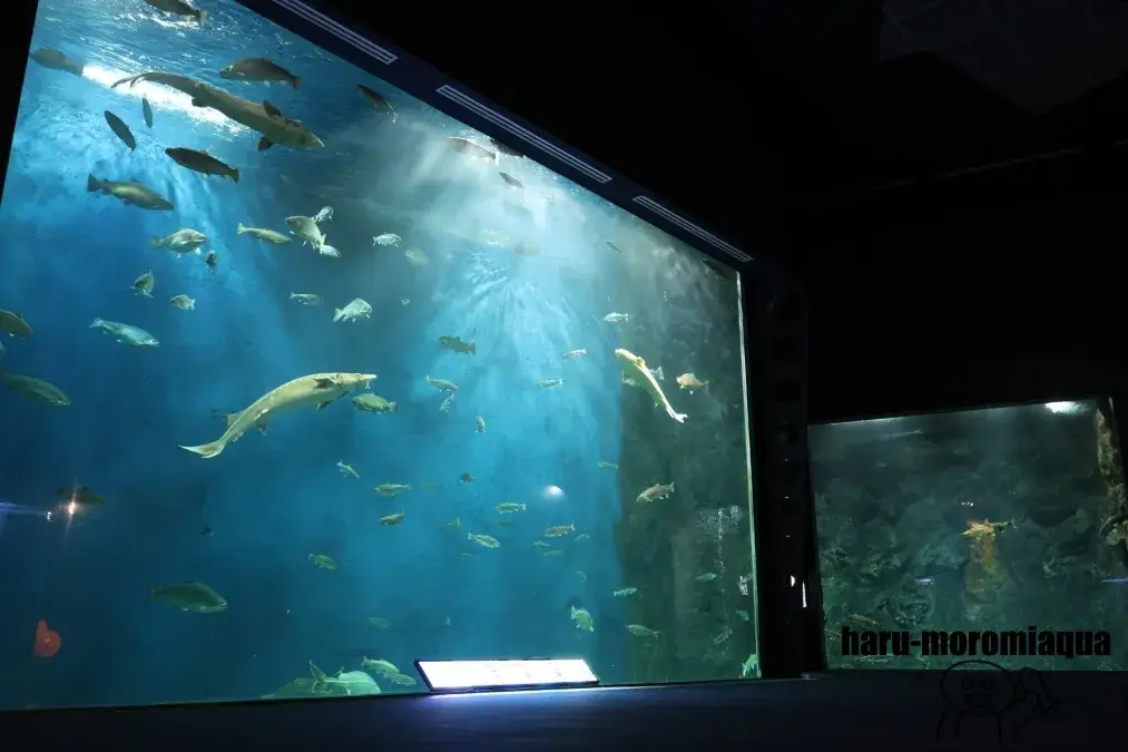 千歳水族館　大水槽