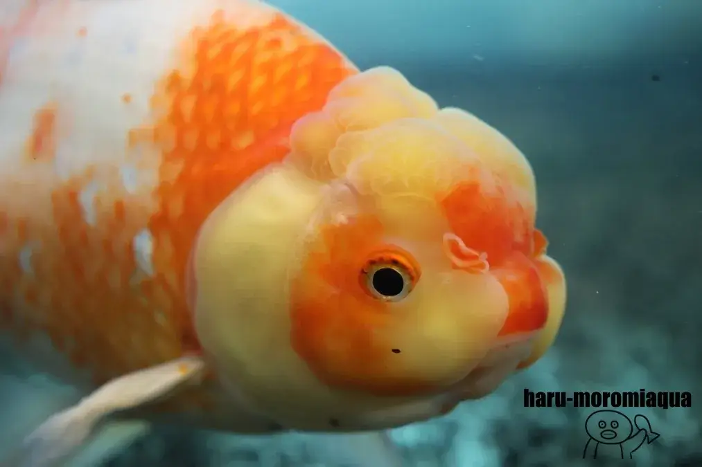アクアマリンいなわしろカワセミ水族館　金魚