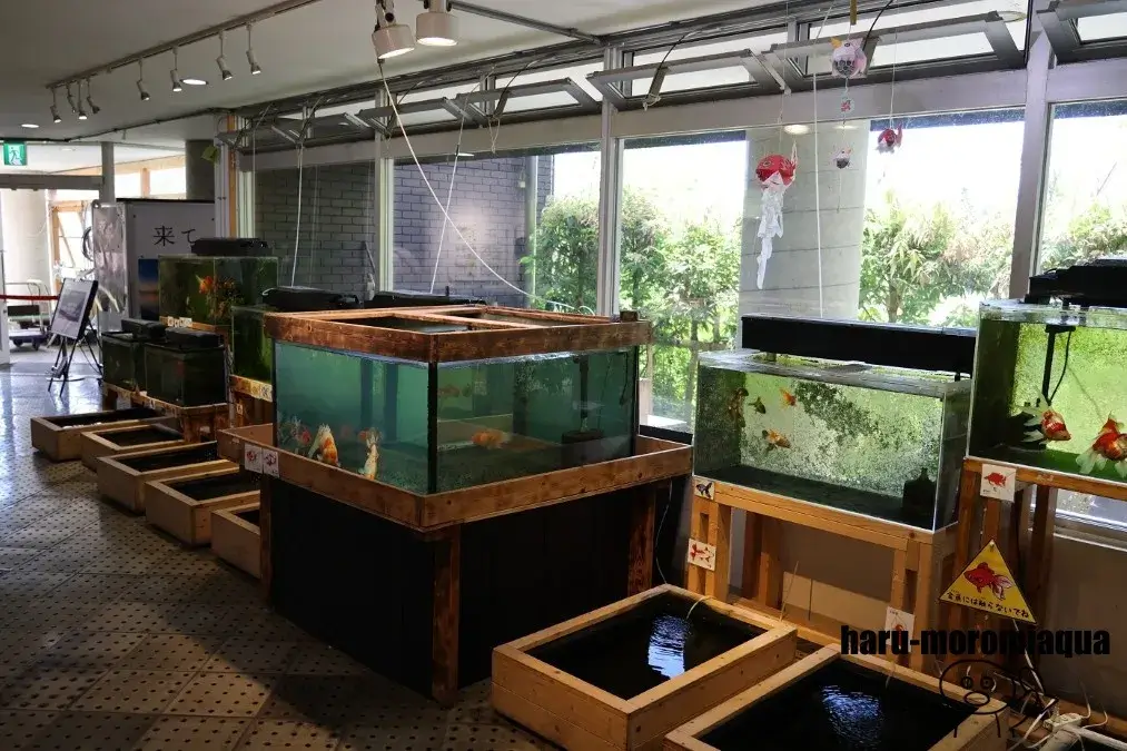 アクアマリンいなわしろカワセミ水族館