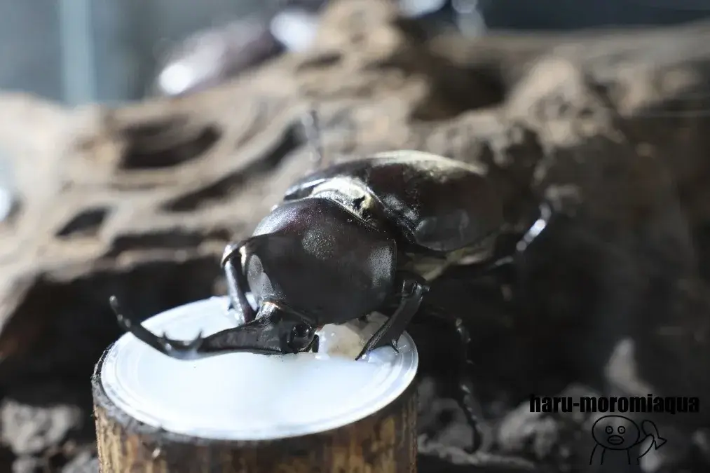 アクアマリンいなわしろカワセミ水族館　カブトムシ