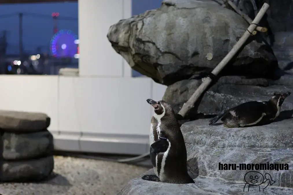 仙台うみの杜水族館　おひとりさまナイト水族館