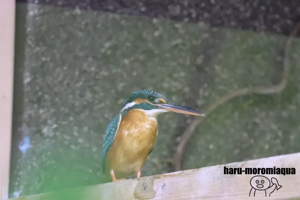 アクアマリンいなわしろカワセミ水族館　カワセミ