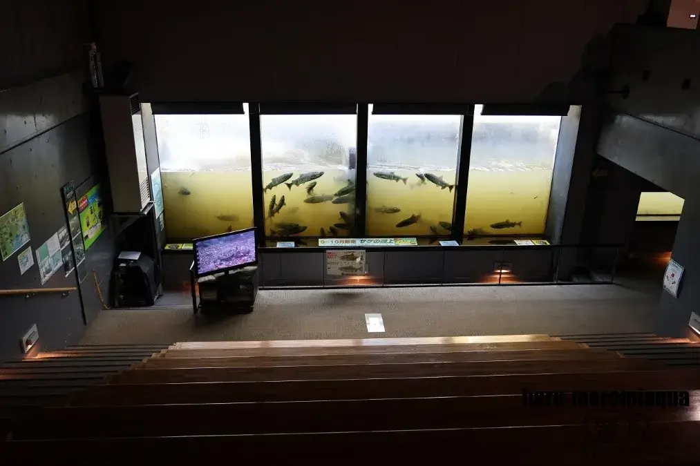 標津サーモン科学館　魚道水槽