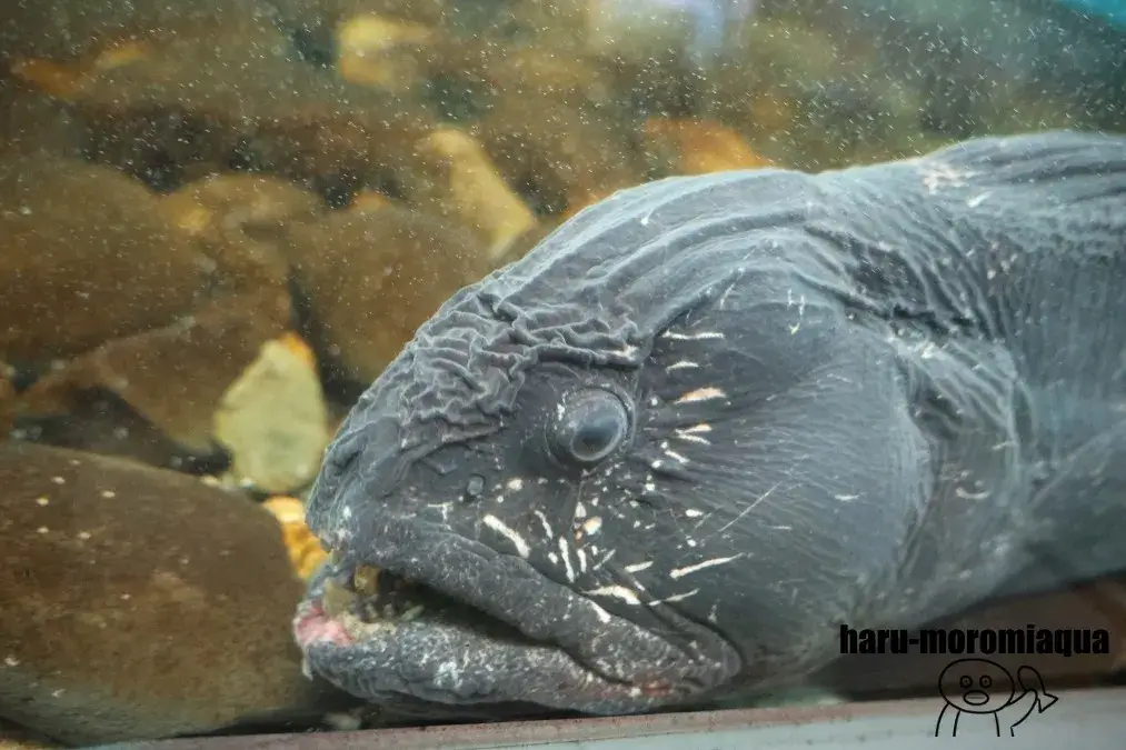 標津サーモン科学館　オオカミウオ