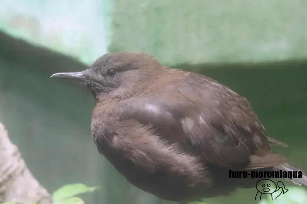 アクアマリンいなわしろカワセミ水族館　カワガラス