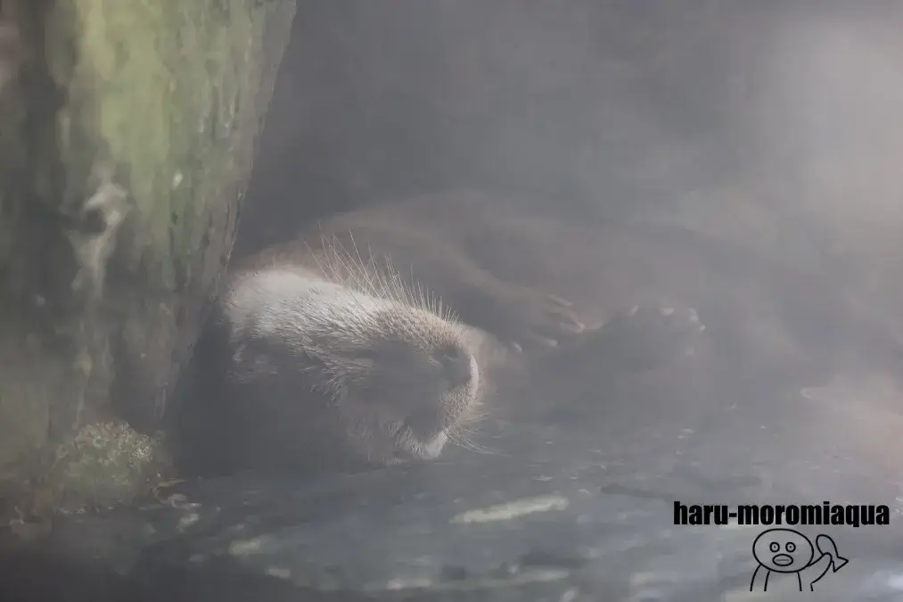 アクアマリンふくしま　ユーラシアカワウソ