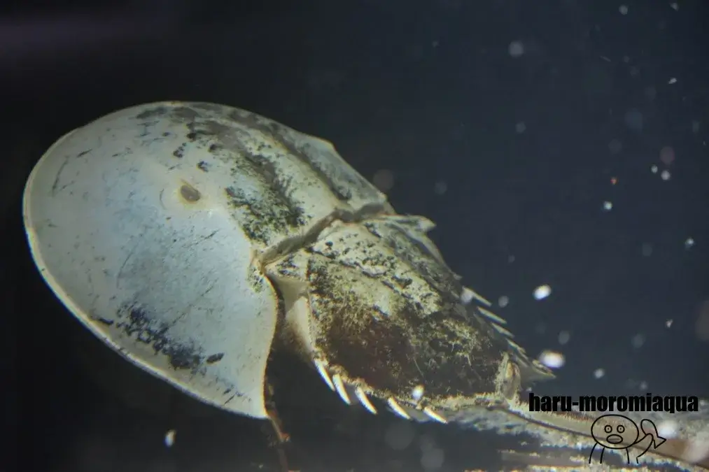 アクアマリンふくしま　カブトガニ