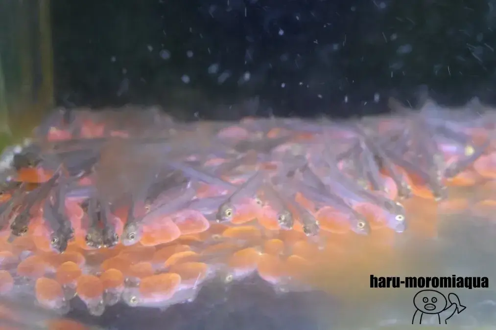 標津サーモン科学館　サケの稚魚