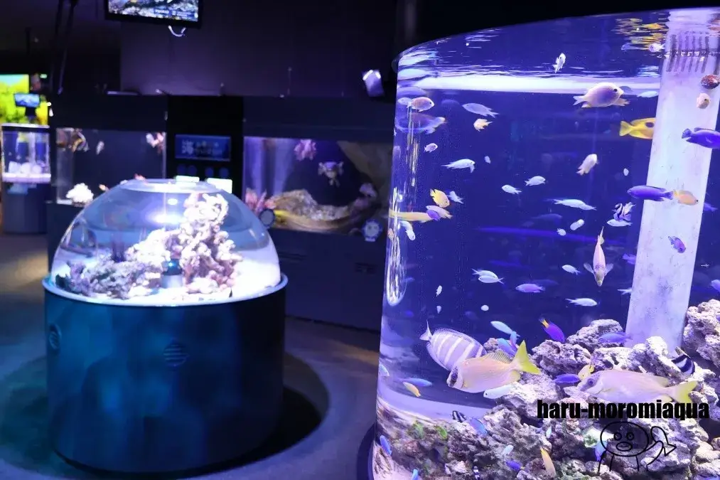 くしろ水族館ぷくぷく