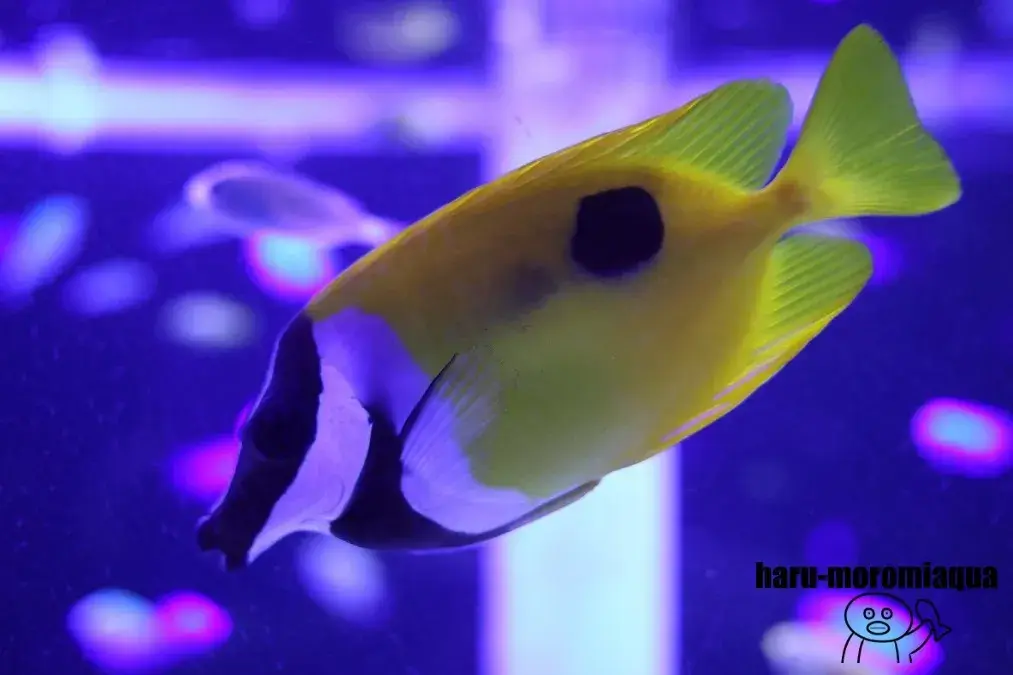 くしろ水族館ぷくぷく　熱帯魚