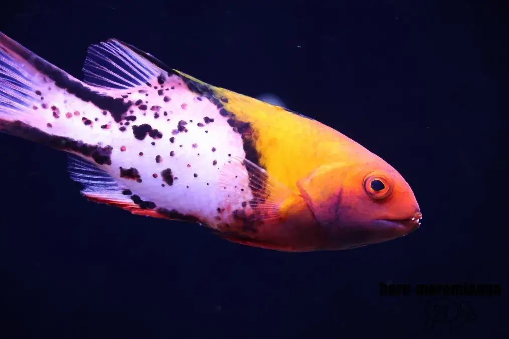 くしろ水族館ぷくぷく　熱帯魚