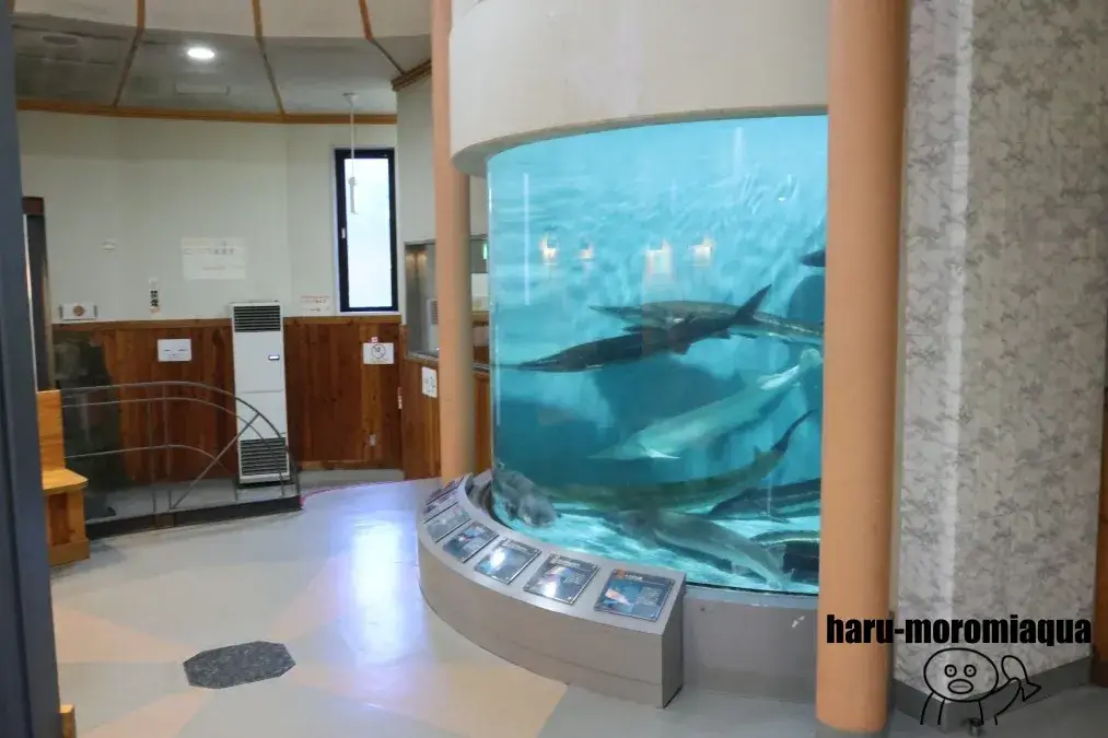 美深チョウザメ館