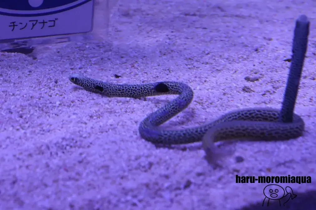 くしろ水族館ぷくぷく　チンアナゴ