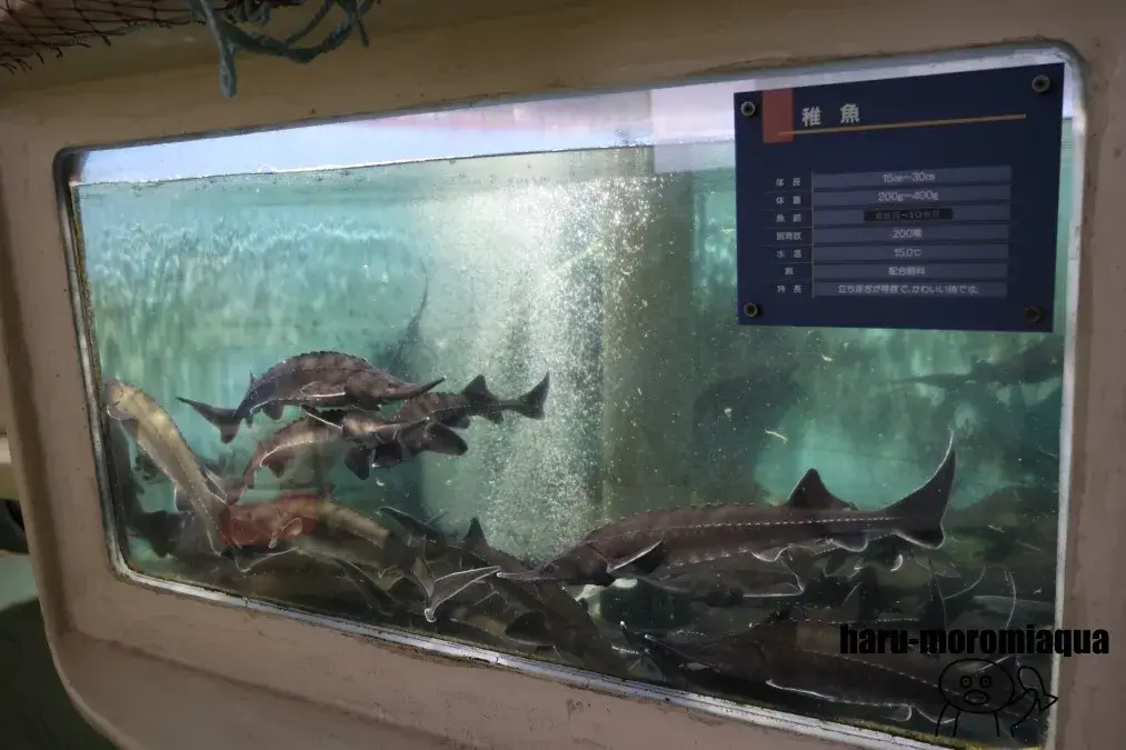 美深チョウザメ館