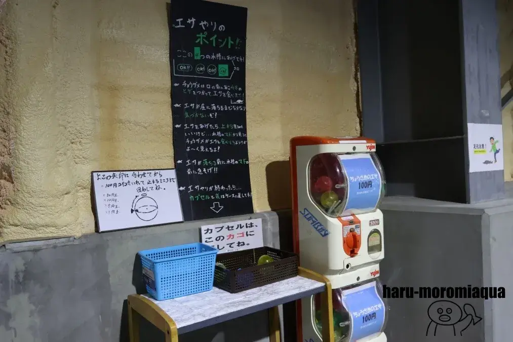 美深チョウザメ館　チョウザメ餌やり