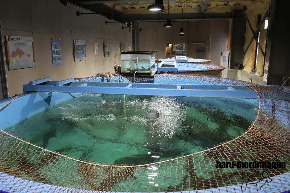 美深チョウザメ館