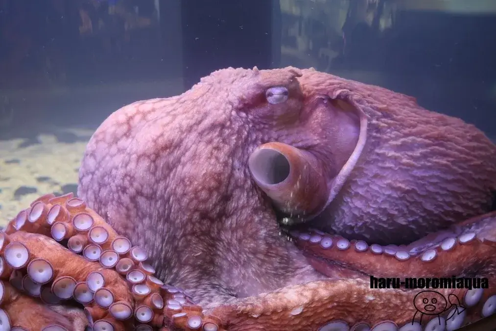 くしろ水族館ぷくぷく　タコ