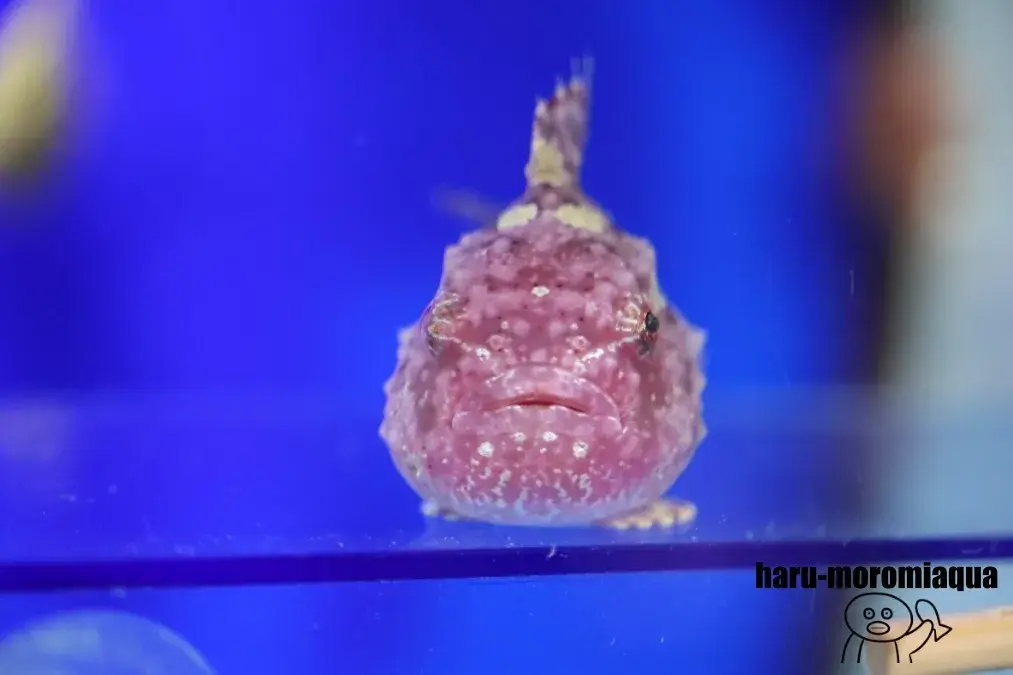 くしろ水族館ぷくぷく　フウセンウオ