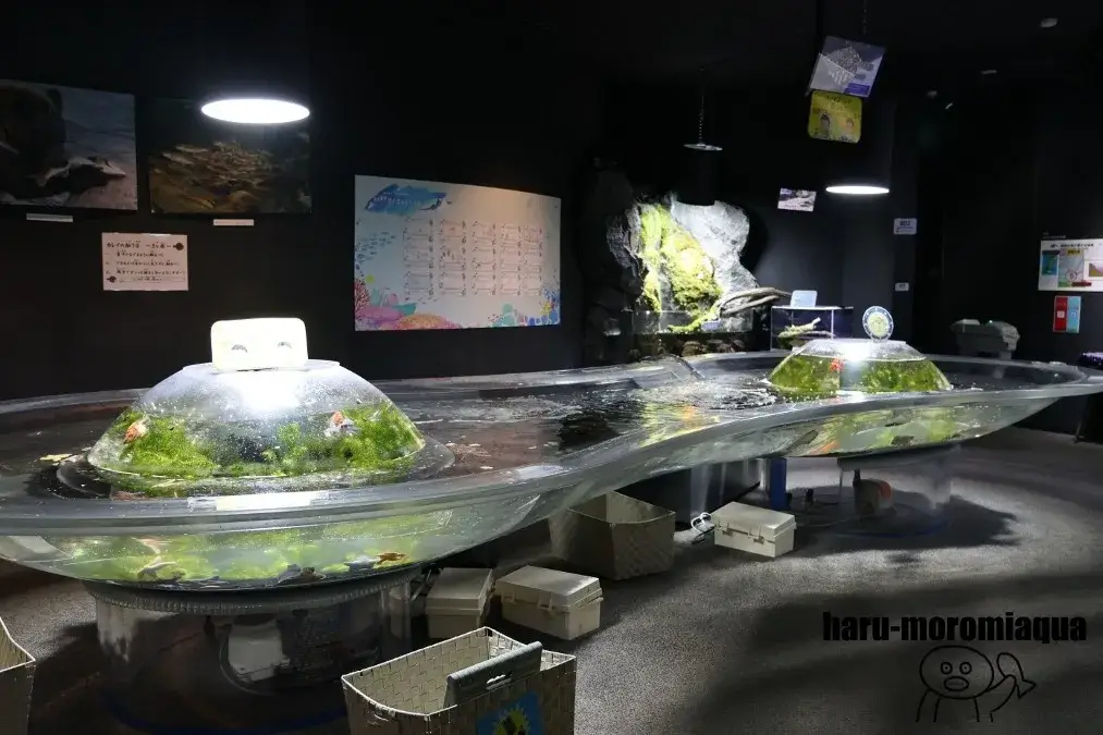 くしろ水族館ぷくぷく