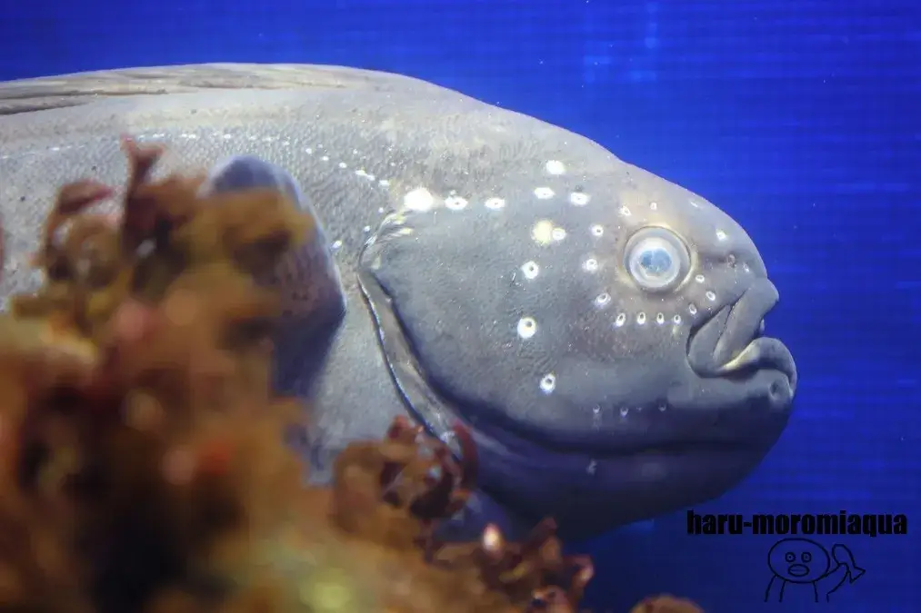 くしろ水族館ぷくぷく