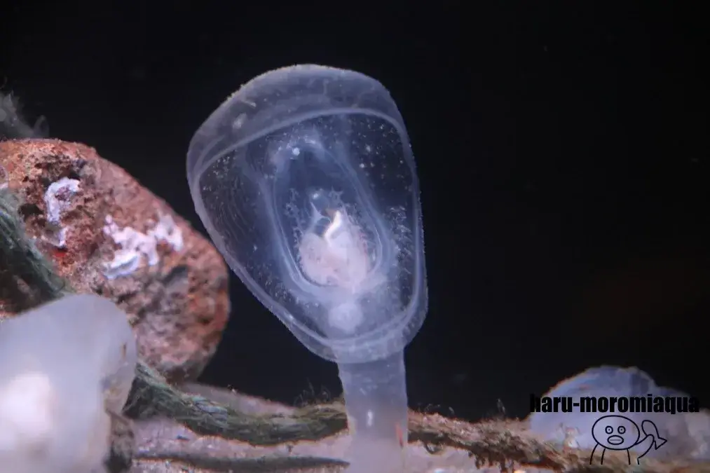 アクアマリンふくしま　オオグチボヤ