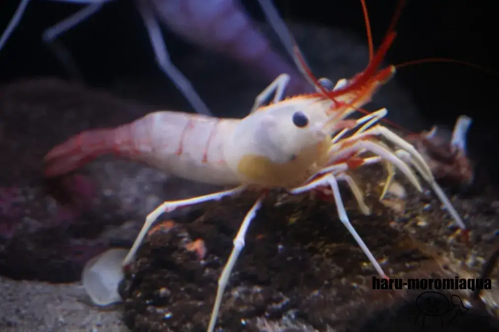 アクアマリンふくしま　エビ