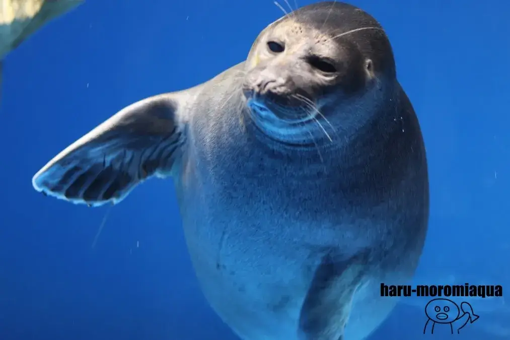 仙台うみの杜水族館　バイカルアザラシ
