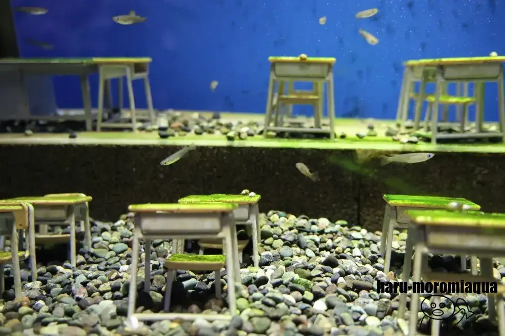 鶴岡市立加茂水族館　めだかの学校
