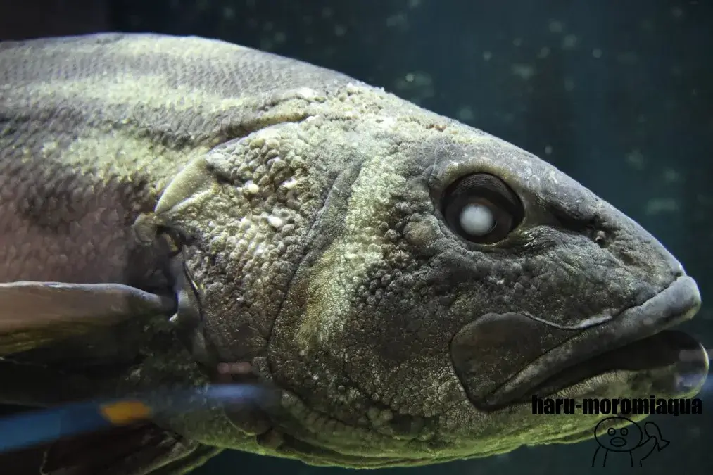 鶴岡市立加茂水族館　魚