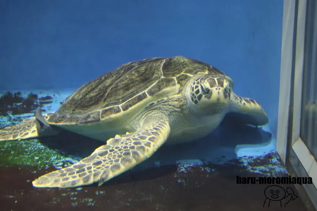 鶴岡市立加茂水族館　ウミガメ