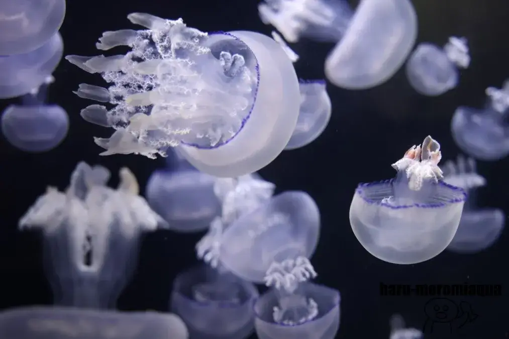 鶴岡市立加茂水族館　クラゲ