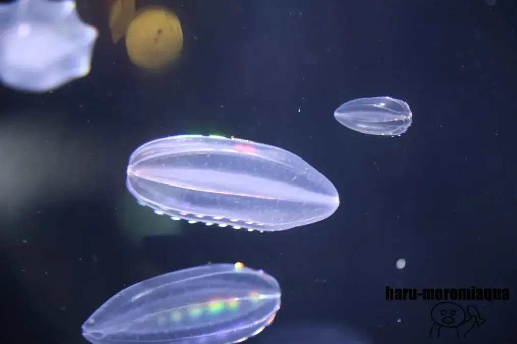 鶴岡市立加茂水族館　クラゲ