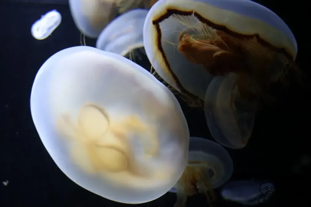 鶴岡市立加茂水族館　クラゲ