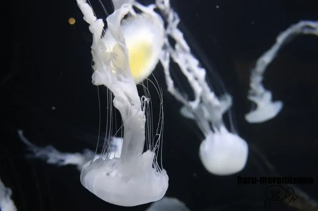 鶴岡市立加茂水族館　クラゲ