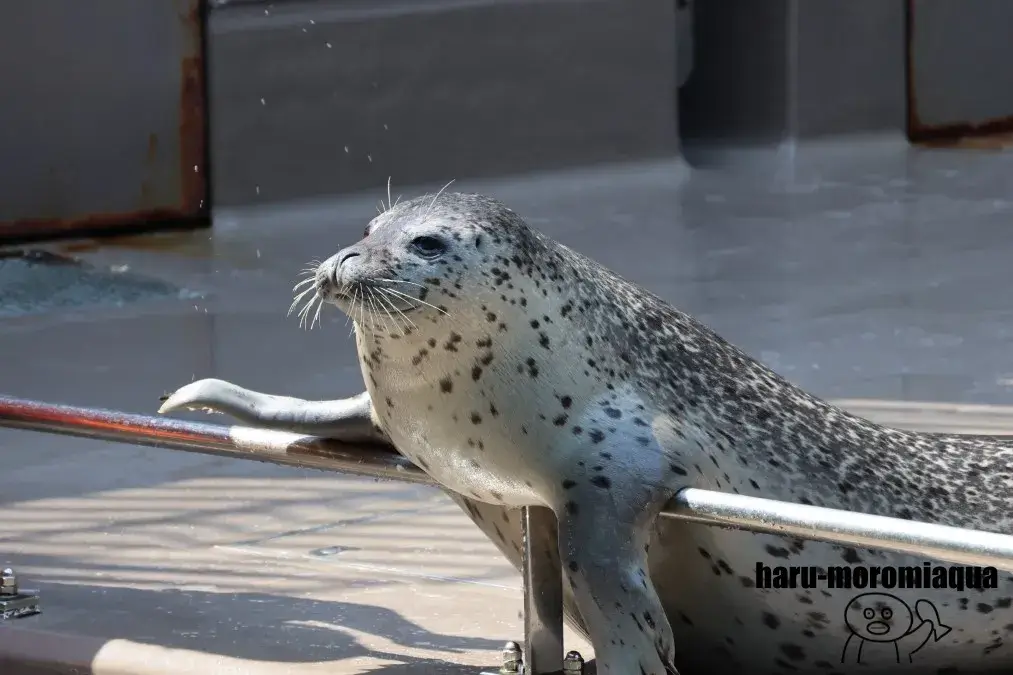 鶴岡市立加茂水族館　アザラシ