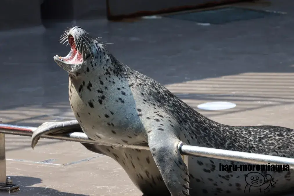 鶴岡市立加茂水族館　アザラシパフォーマンス