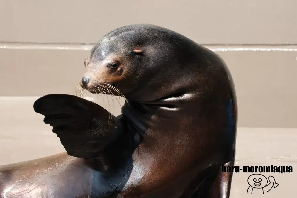 鶴岡市立加茂水族館　アシカ