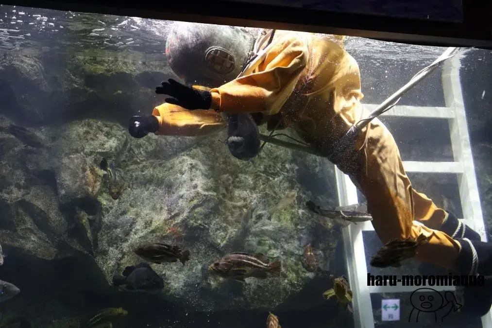 久慈地下水産科学館もぐらんぴあ　ダイバー