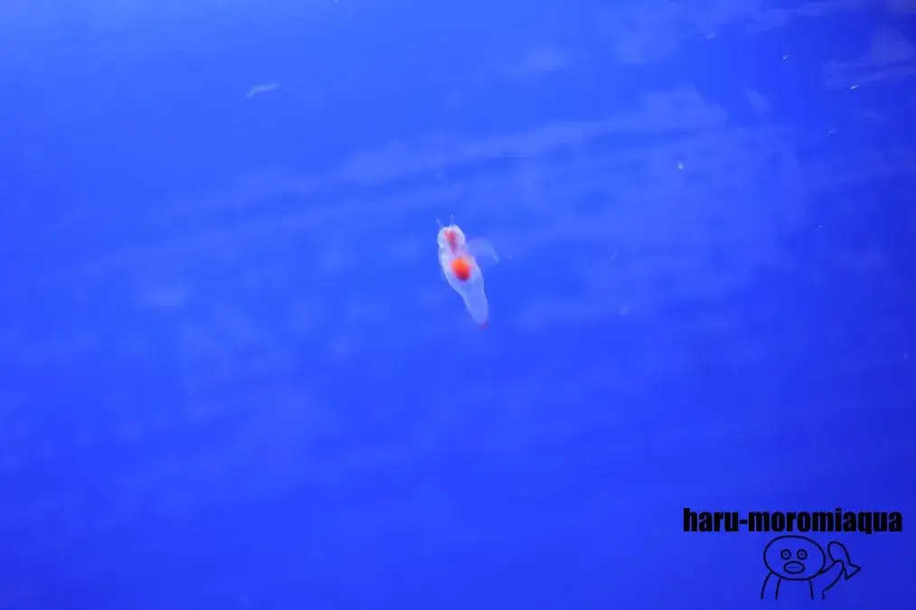 ノシャップ寒流水族館　クリオネ