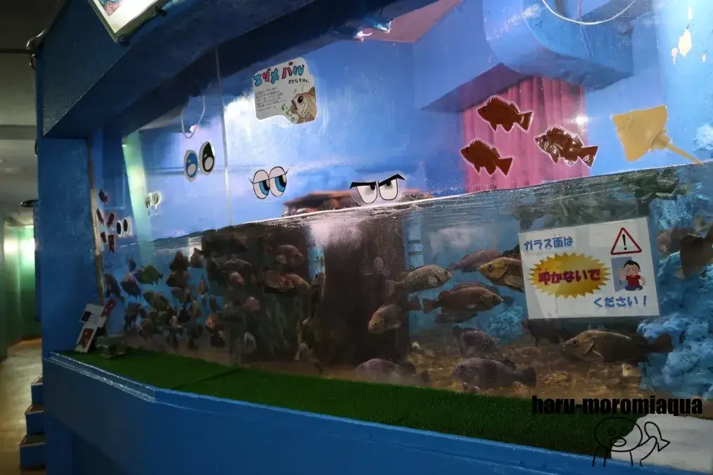 ノシャップ寒流水族館