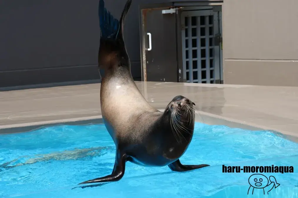 鶴岡市立加茂水族館　アシカショー