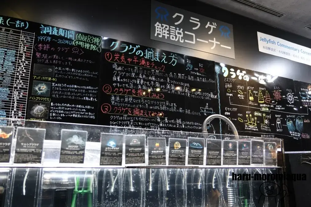 鶴岡市立加茂水族館　クラゲ展示