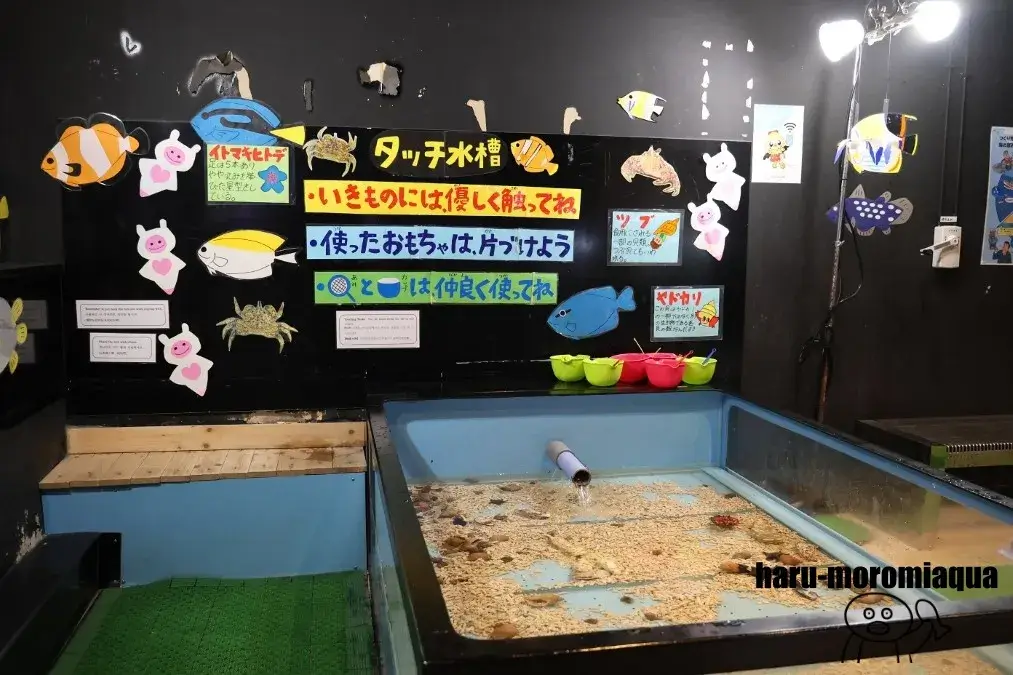 八戸市水産科学館マリエント　タッチ水槽