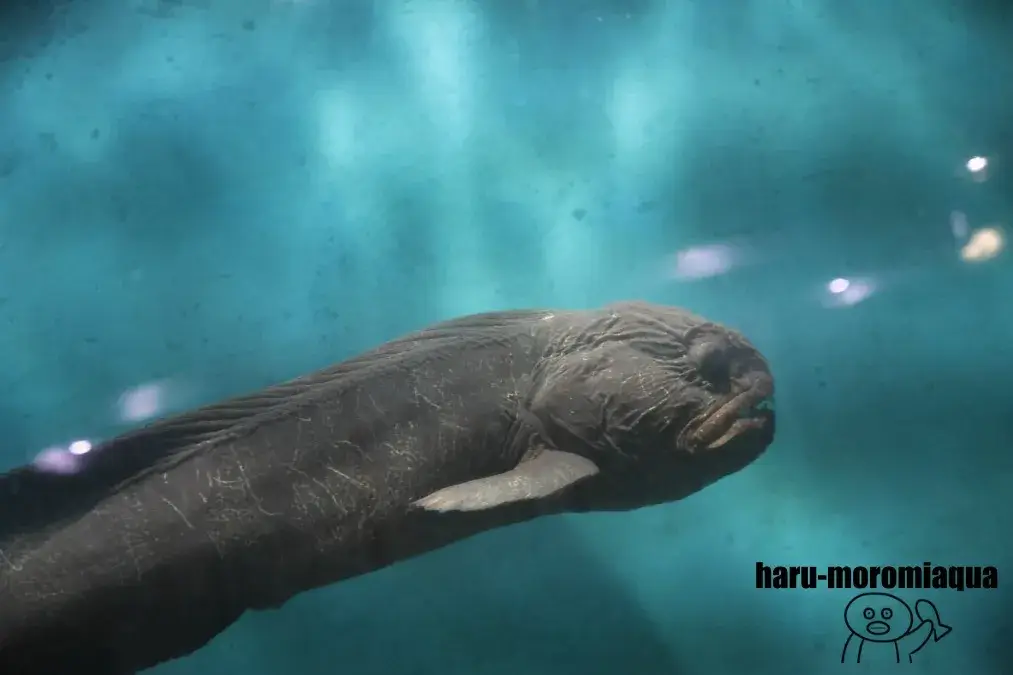 ノシャップ寒流水族館　オオカミウオ
