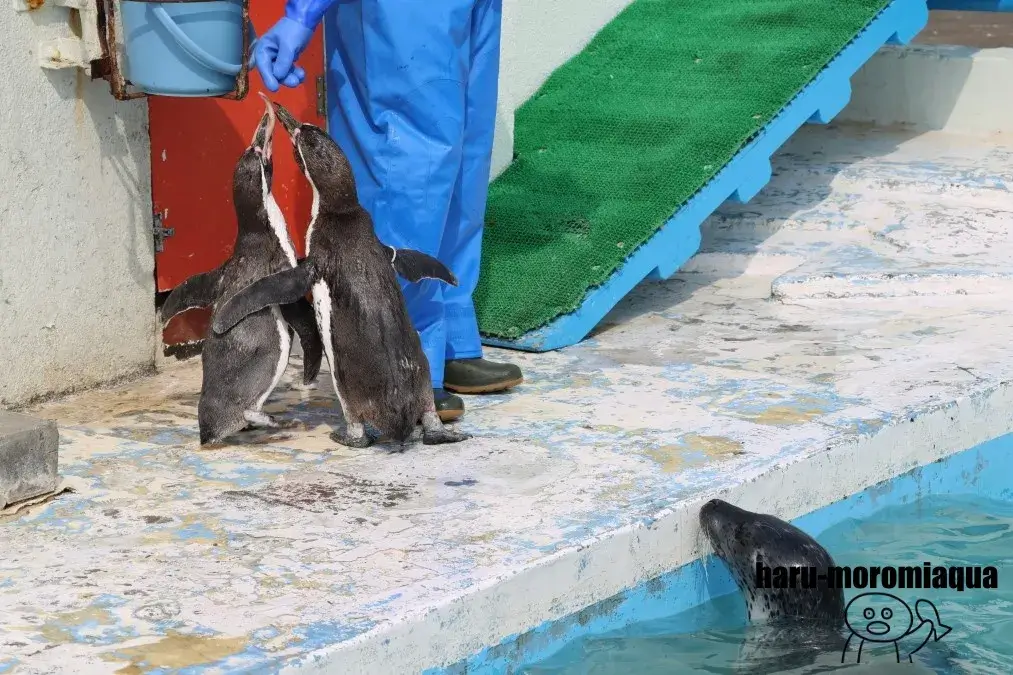 ノシャップ寒流水族館　ペンギンパフォーマンス