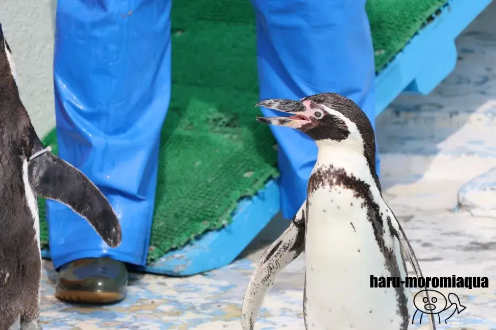 ノシャップ寒流水族館　ペンギン